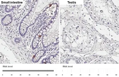 Anti-GLP1 antibody [HL4597] used in IHC (Paraffin sections) (IHC-P). GTX644273