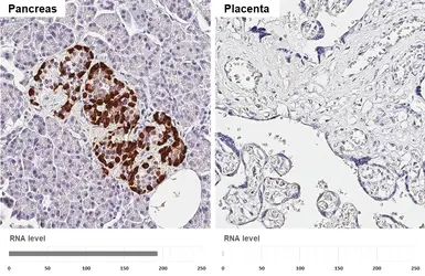 Anti-GLP1 antibody [HL4597] used in IHC (Paraffin sections) (IHC-P). GTX644273