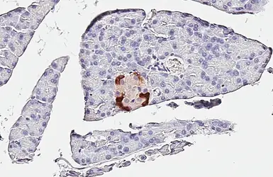 Anti-GLP1 antibody [HL4597] used in IHC (Paraffin sections) (IHC-P). GTX644273