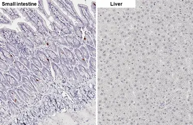 Anti-GLP1 antibody [HL4597] used in IHC (Paraffin sections) (IHC-P). GTX644273