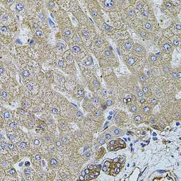 Anti-Filamin B antibody used in IHC (Paraffin sections) (IHC-P). GTX64428