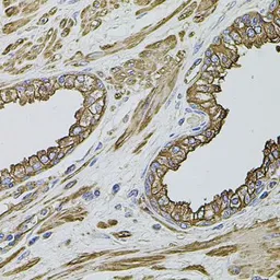 Anti-Filamin B antibody used in IHC (Paraffin sections) (IHC-P). GTX64428
