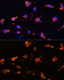 Anti-SIRP alpha antibody used in Immunocytochemistry/ Immunofluorescence (ICC/IF). GTX64435
