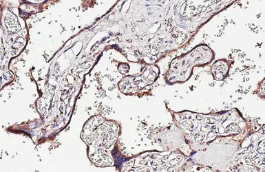 Anti-ARL5A antibody [HL4602] used in IHC (Paraffin sections) (IHC-P). GTX644466