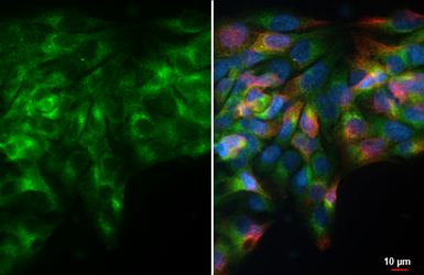 Anti-ARL5A antibody [HL4602] used in Immunocytochemistry/ Immunofluorescence (ICC/IF). GTX644466