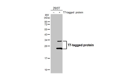 Anti-T7 tag antibody [HL4605] used in Western Blot (WB). GTX644469