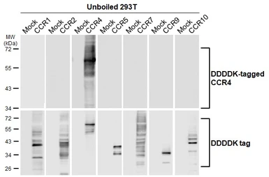 Anti-CCR4 antibody [HL4612] used in Western Blot (WB). GTX644476