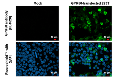 Anti-GPR50 antibody [HL4628] used in Immunocytochemistry/ Immunofluorescence (ICC/IF). GTX644492
