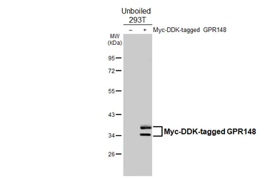 Anti-GPR148 antibody [HL4630] used in Western Blot (WB). GTX644494