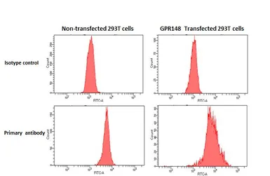Anti-GPR148 antibody [HL4630] used in Flow cytometry (FCM). GTX644494