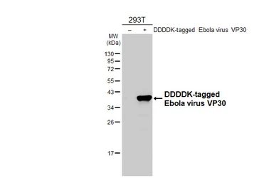 Anti-Ebola virus VP30 antibody [GT250] used in Western Blot (WB). GTX644497