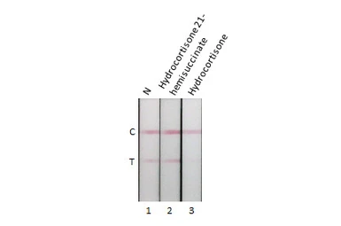 Anti-Cortisol antibody [GT255] used in Lateral Flow (Lateral Flow). GTX644501
