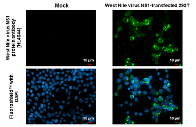 Anti-West Nile virus NS1 protein antibody [HL4644] used in Immunocytochemistry/ Immunofluorescence (ICC/IF). GTX644517