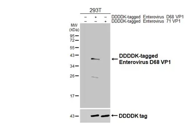 Anti-Enterovirus D68 VP1 antibody [HL4645] used in Western Blot (WB). GTX644518