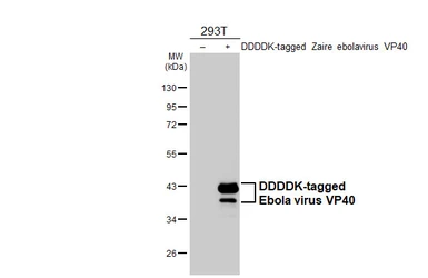 Anti-Ebola virus VP40 antibody [HL4648] used in Western Blot (WB). GTX644521