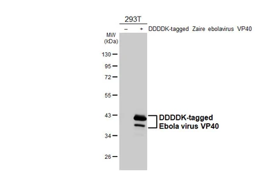 Anti-Ebola virus VP40 antibody [HL4649] used in Western Blot (WB). GTX644522