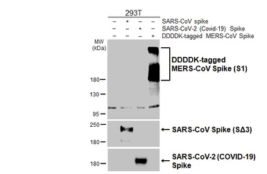 Anti-MERS-CoV Spike (S1) antibody [HL4654] used in Western Blot (WB). GTX644527