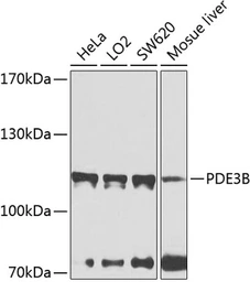Anti-PDE3B antibody used in Western Blot (WB). GTX64454