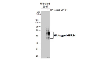 Anti-GPR84 antibody [HL4667] used in Western Blot (WB). GTX644540