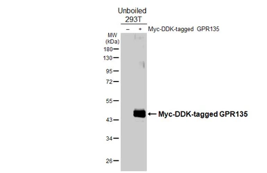 Anti-GPR135 antibody [HL4668] used in Western Blot (WB). GTX644541