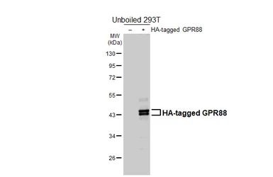 Anti-GPR88 antibody [HL4673] used in Western Blot (WB). GTX644546