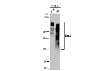 Anti-Ki67 antibody [GT258] used in Western Blot (WB). GTX644548