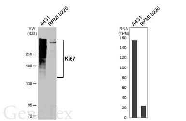 Anti-Ki67 antibody [GT258] used in Western Blot (WB). GTX644548