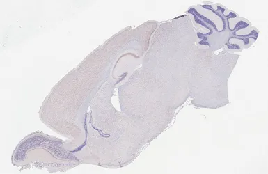 Anti-Kv2.1 antibody [GT260] used in IHC (Paraffin sections) (IHC-P). GTX644550