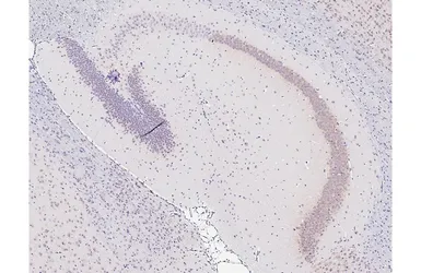 Anti-Kv2.1 antibody [GT260] used in IHC (Paraffin sections) (IHC-P). GTX644550