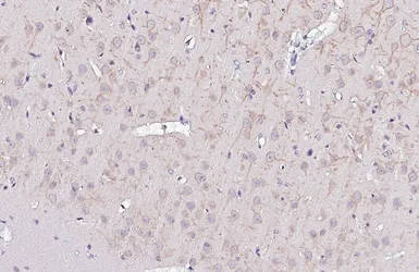 Anti-Kv2.1 antibody [GT260] used in IHC (Paraffin sections) (IHC-P). GTX644550