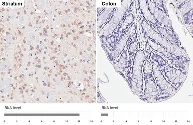 Anti-Kv2.1 antibody [GT260] used in IHC (Paraffin sections) (IHC-P). GTX644550