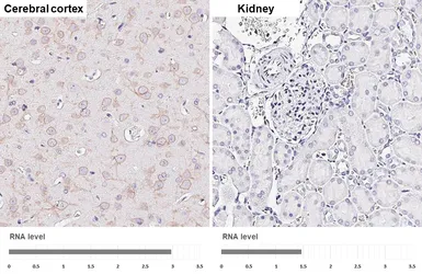Anti-Kv2.1 antibody [GT260] used in IHC (Paraffin sections) (IHC-P). GTX644550