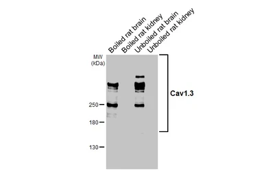 Anti-Cav1.3 antibody [GT265] used in Western Blot (WB). GTX644551