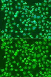Anti-NPR-C antibody used in Immunocytochemistry/ Immunofluorescence (ICC/IF). GTX64458