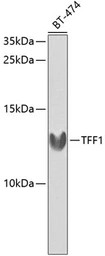 Anti-TFF1 antibody used in Western Blot (WB). GTX64461
