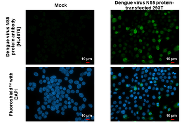 Anti-Dengue virus NS5 protein antibody [HL4675] used in Immunocytochemistry/ Immunofluorescence (ICC/IF). GTX644676