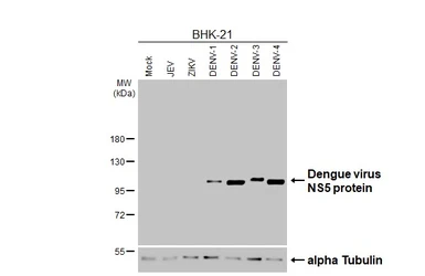 Anti-Dengue virus NS5 protein antibody [HL4675] used in Western Blot (WB). GTX644676