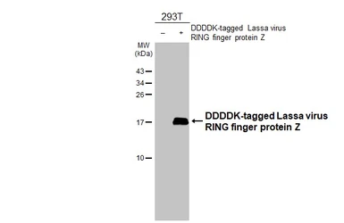 Anti-Lassa virus RING finger protein Z antibody [HL4687] used in Western Blot (WB). GTX644688