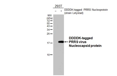 Anti-PRRS virus Nucleocapsid protein antibody [HL4690] used in Western Blot (WB). GTX644691