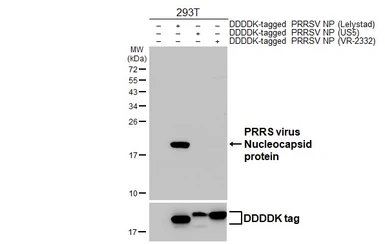 Anti-PRRS virus Nucleocapsid protein antibody [HL4690] used in Western Blot (WB). GTX644691
