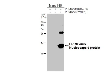 Anti-PRRS virus Nucleocapsid protein antibody [HL4690] used in Western Blot (WB). GTX644691