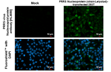 Anti-PRRS virus Nucleocapsid protein antibody [HL4690] used in Immunocytochemistry/ Immunofluorescence (ICC/IF). GTX644691