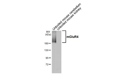 Anti-mGluR4 antibody [HL4697] used in Western Blot (WB). GTX644698