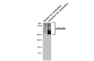 Anti-mGluR4 antibody [HL4697] used in Western Blot (WB). GTX644698