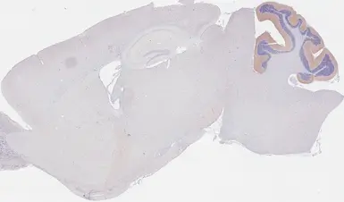 Anti-mGluR4 antibody [HL4697] used in IHC (Paraffin sections) (IHC-P). GTX644698