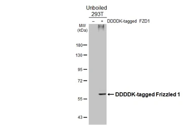 Anti-Frizzled 1 antibody [HL4699] used in Western Blot (WB). GTX644700