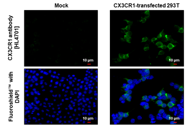 Anti-CX3CR1 antibody [HL4701] used in Immunocytochemistry/ Immunofluorescence (ICC/IF). GTX644702
