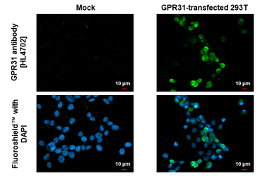 Anti-GPR31 antibody [HL4702] used in Immunocytochemistry/ Immunofluorescence (ICC/IF). GTX644703