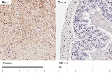 Anti-GPR83 antibody [HL4707] used in IHC (Paraffin sections) (IHC-P). GTX644708