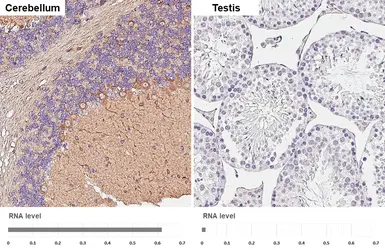 Anti-GPR83 antibody [HL4707] used in IHC (Paraffin sections) (IHC-P). GTX644708